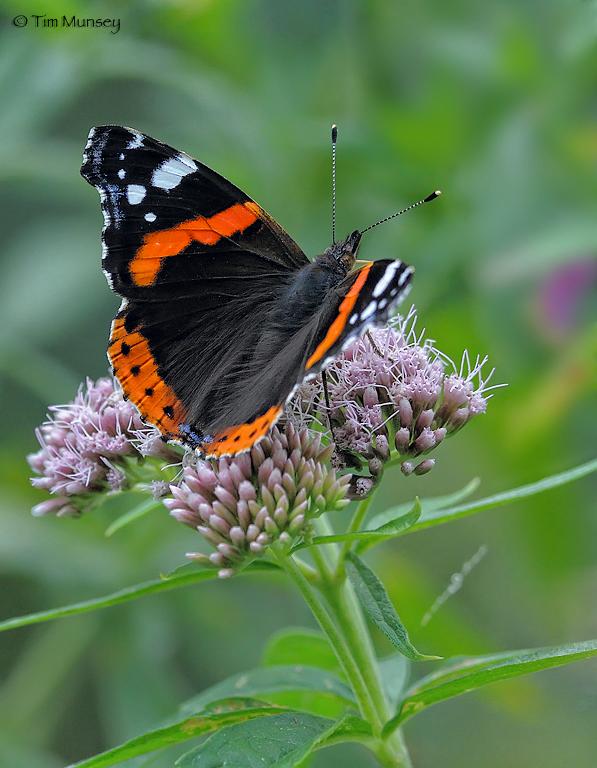 Red Admiral.jpg